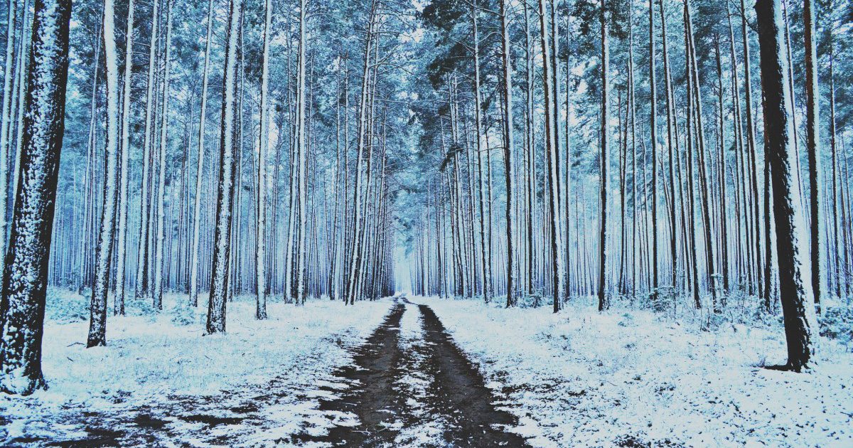 Snowy Plantation